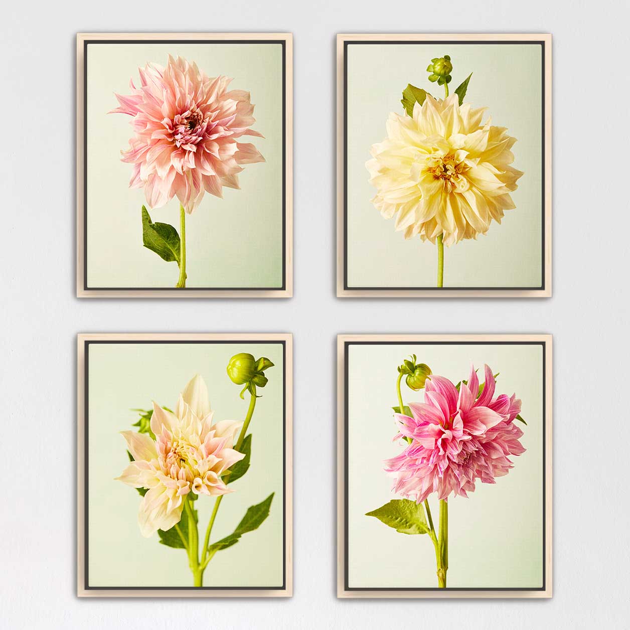 Cafe Au Lait Dahlia 4 Piece Art Set