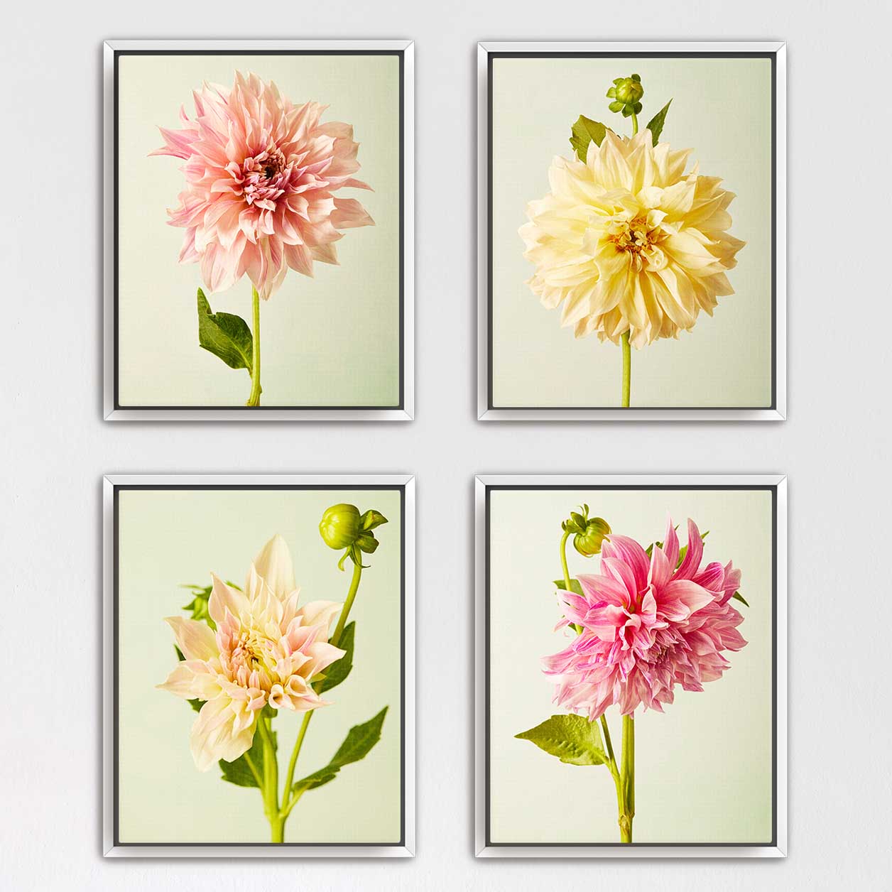 Cafe Au Lait Dahlia 4 Piece Art Set