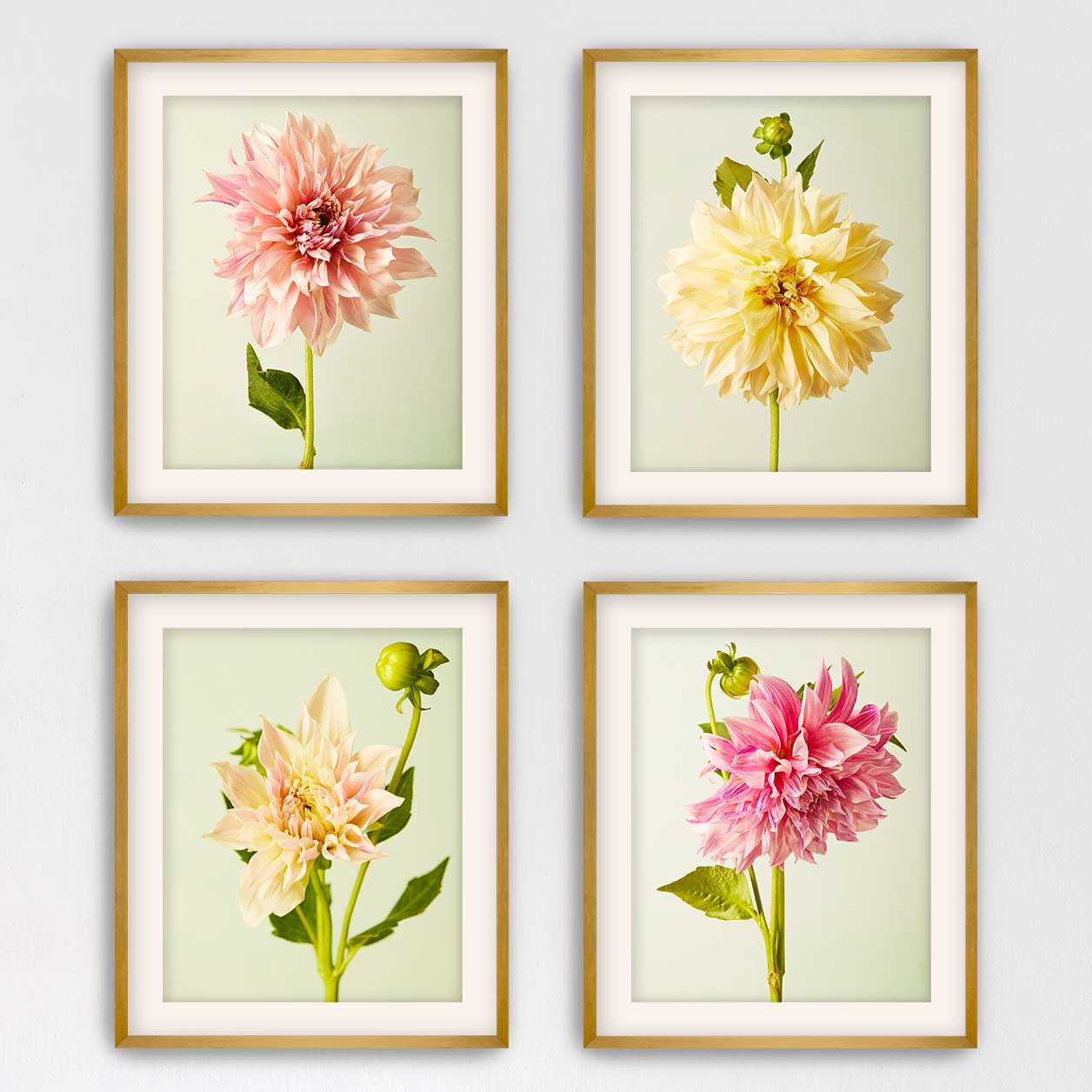 Cafe Au Lait Dahlia 4 Piece Art Set