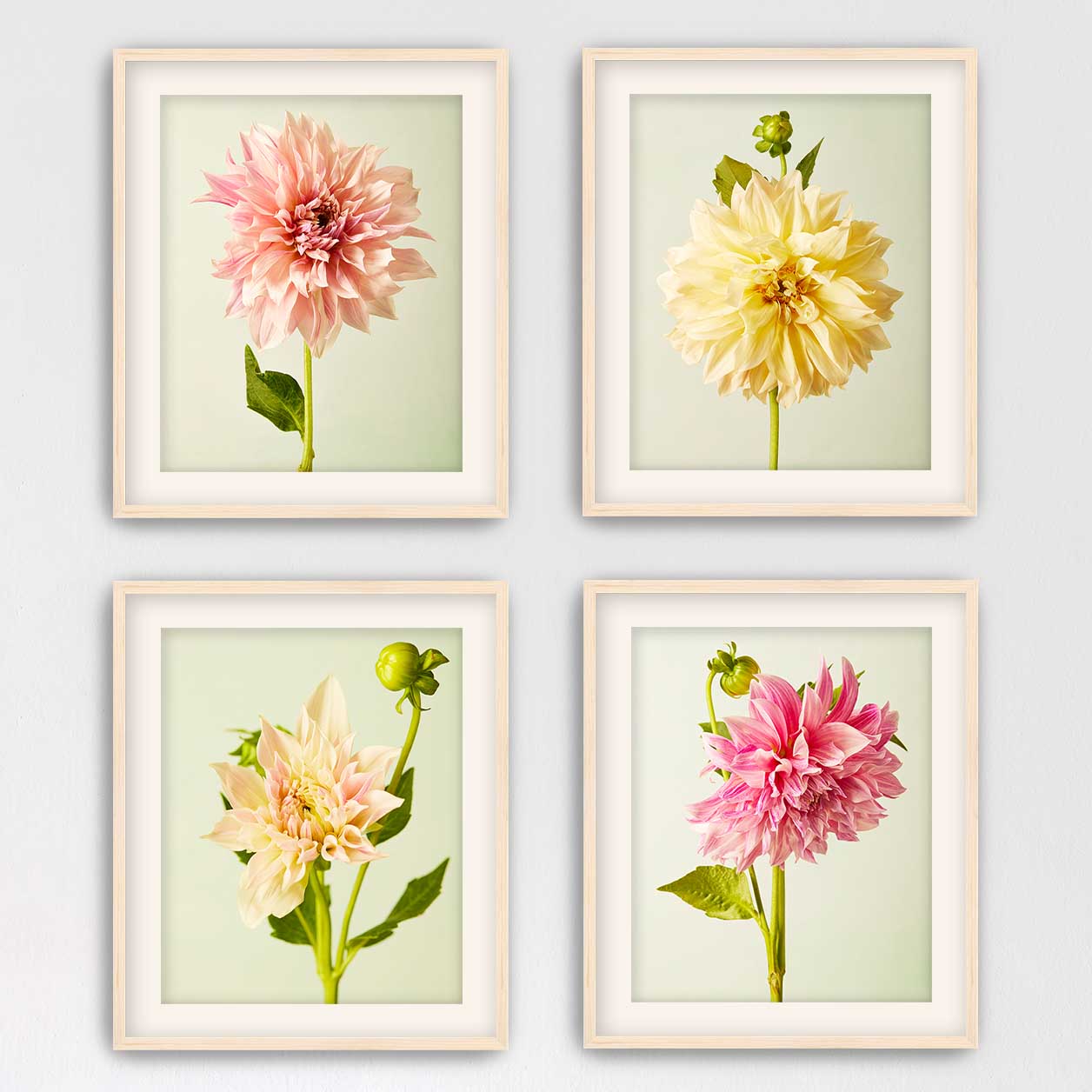 Cafe Au Lait Dahlia 4 Piece Art Set