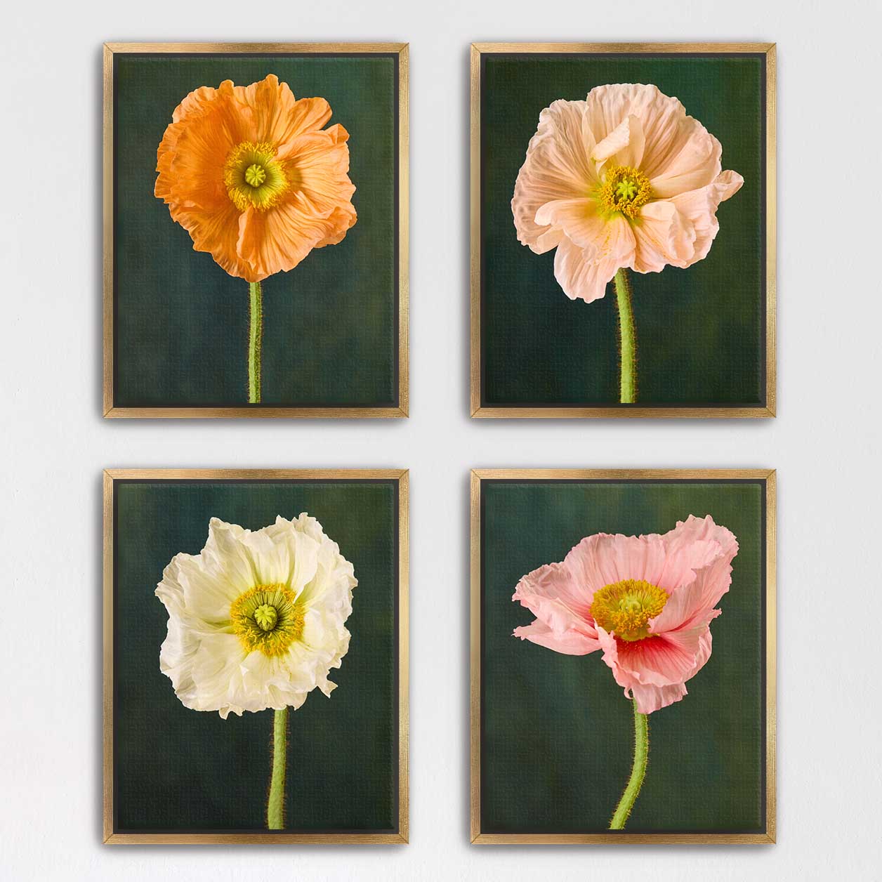 Poppy Portraits 4 Piece Art Set