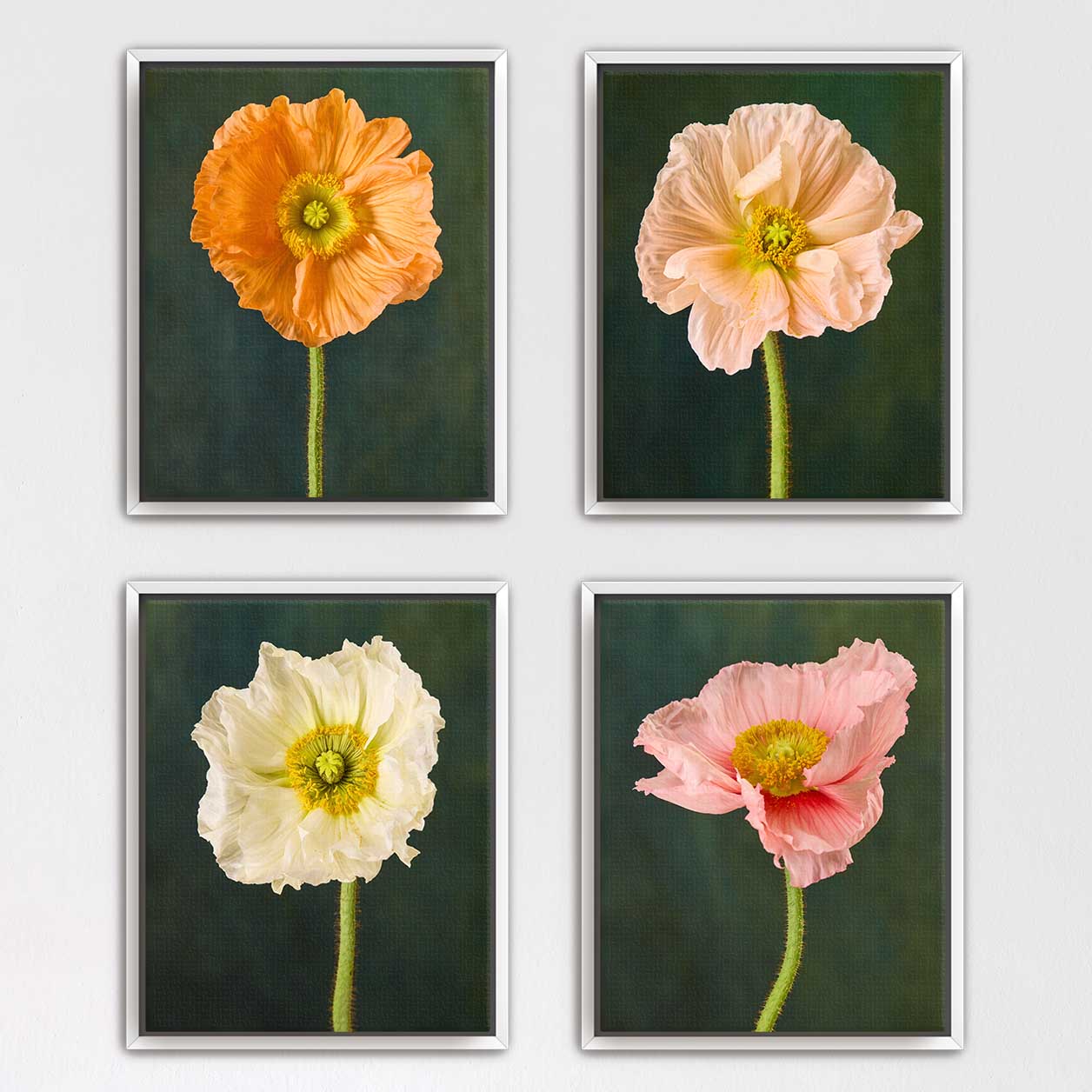 Poppy Portraits 4 Piece Art Set
