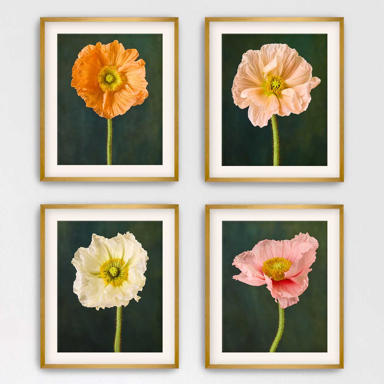 Poppy Portraits 4 Piece Art Set