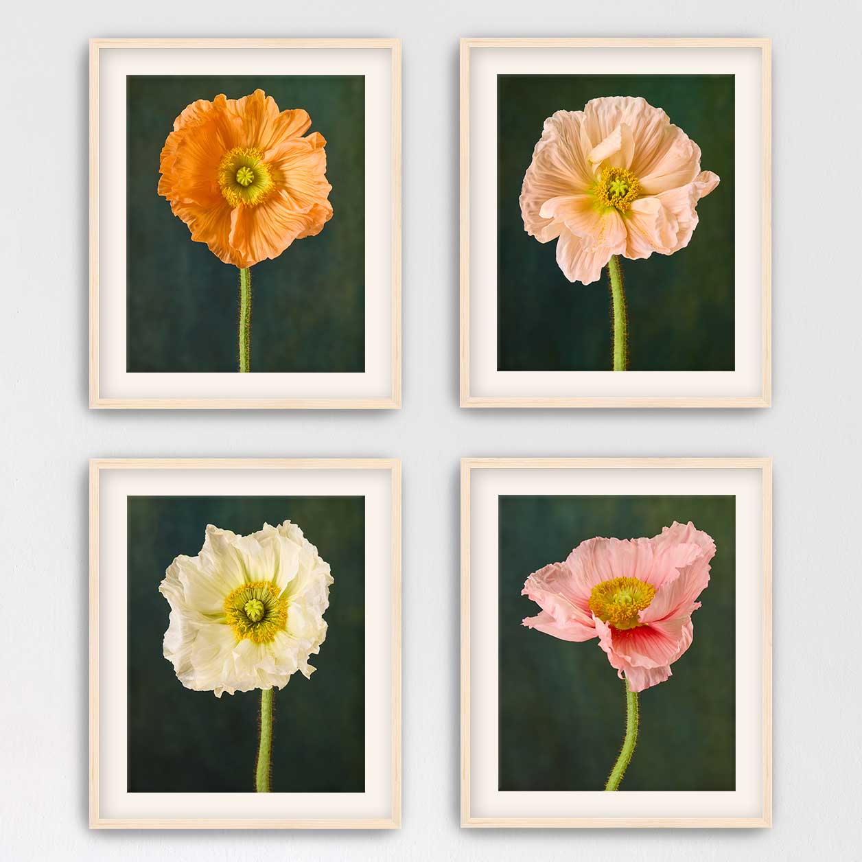 Poppy Portraits 4 Piece Art Set