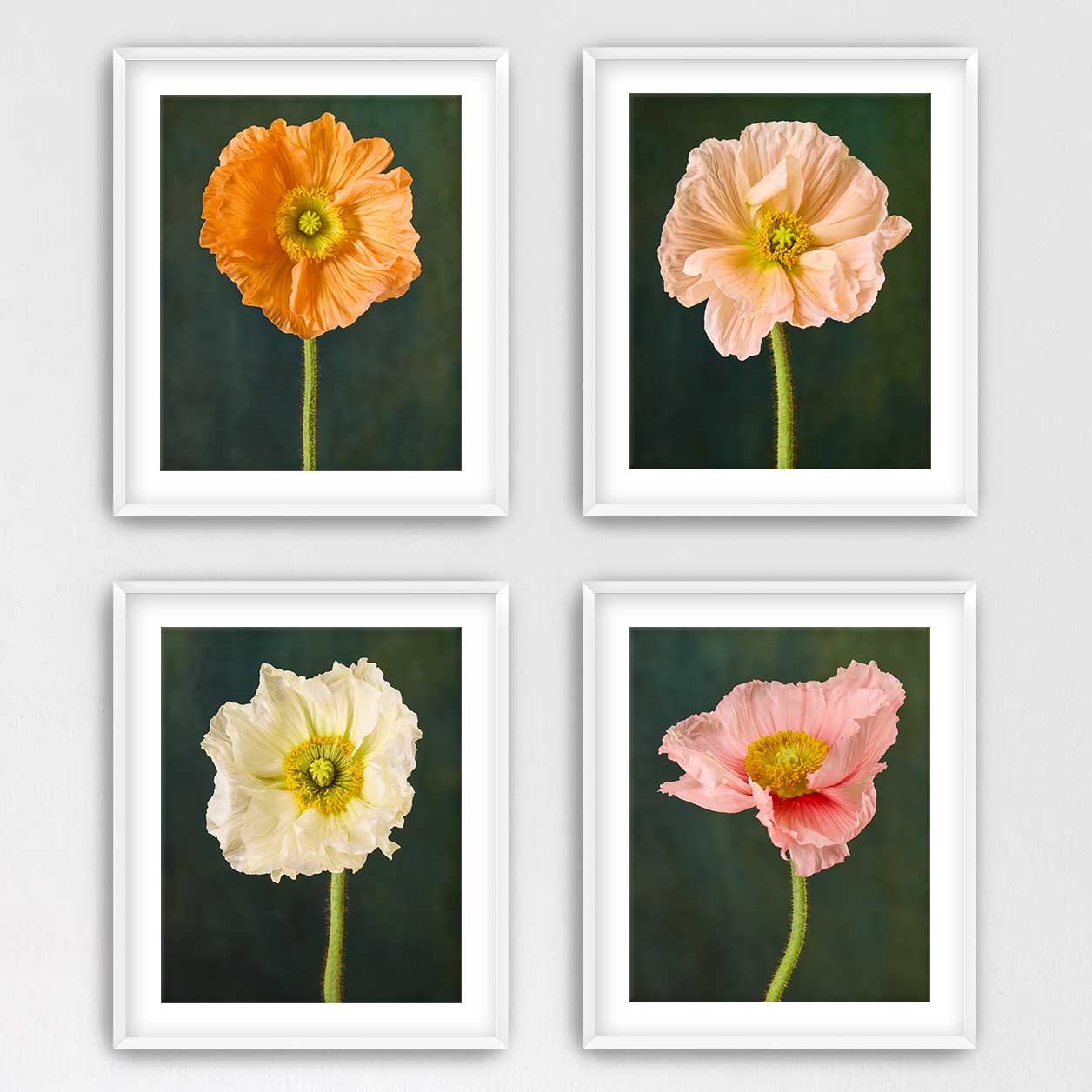 Poppy Portraits 4 Piece Art Set