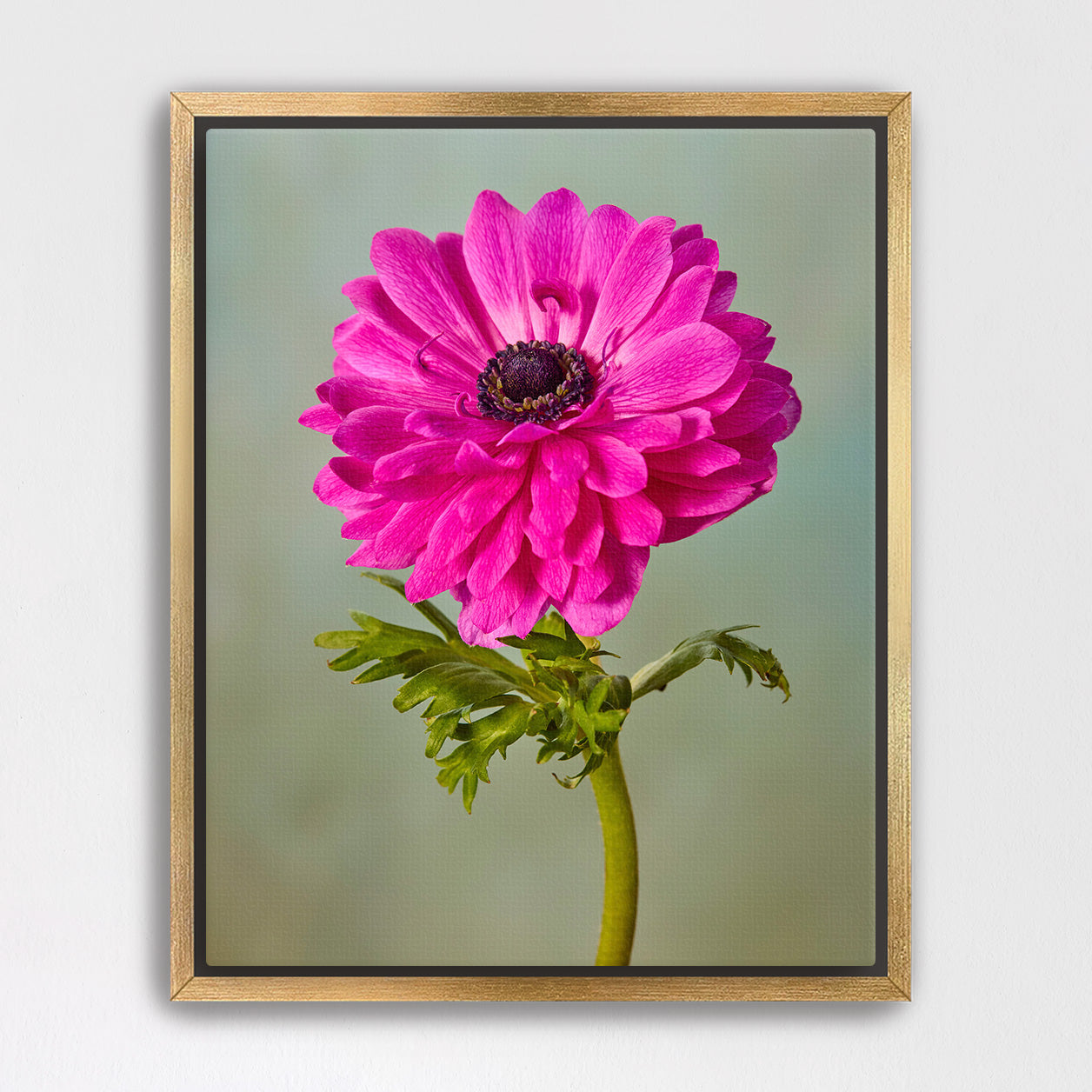 Fuchsia Glow