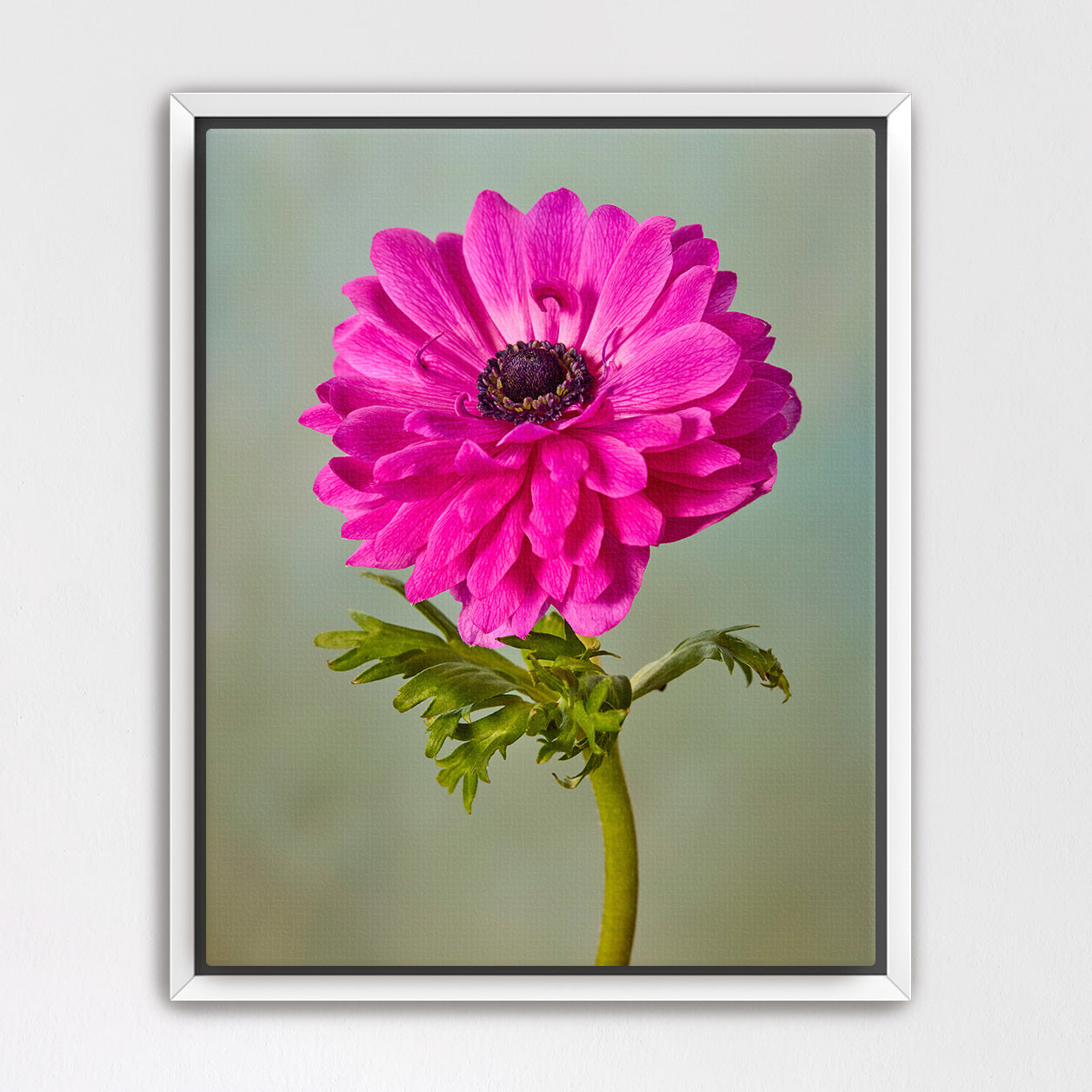 Fuchsia Glow