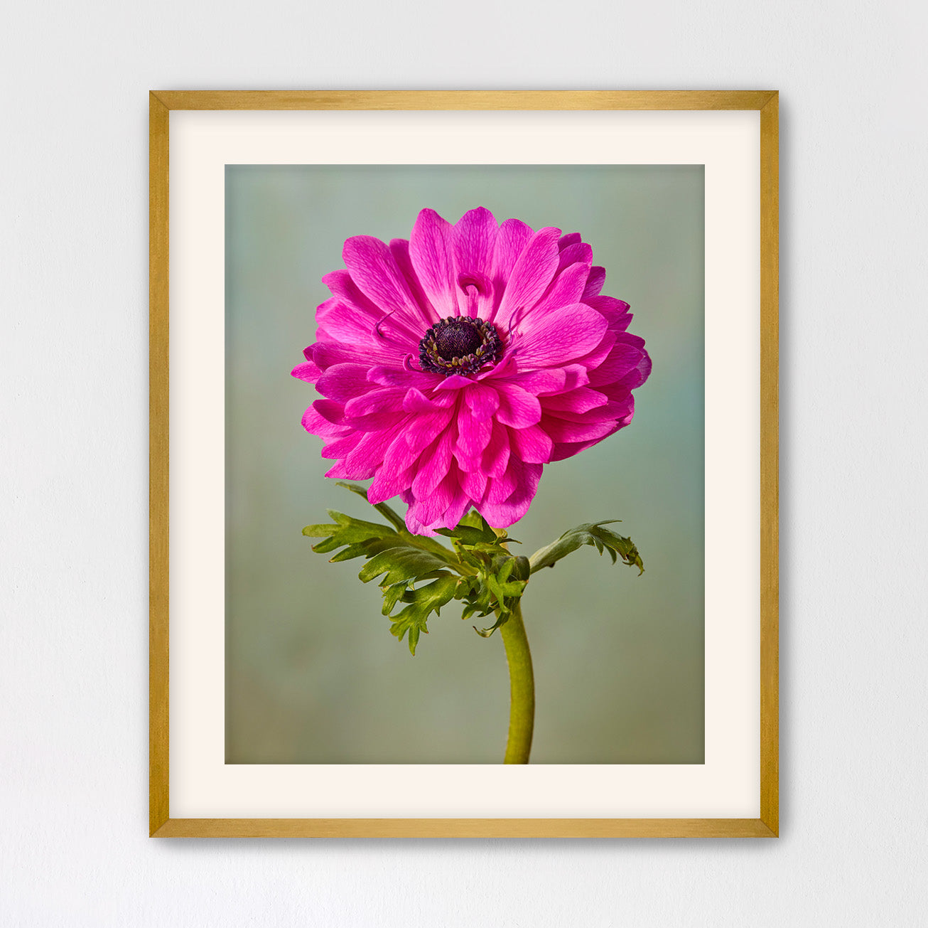 Fuchsia Glow