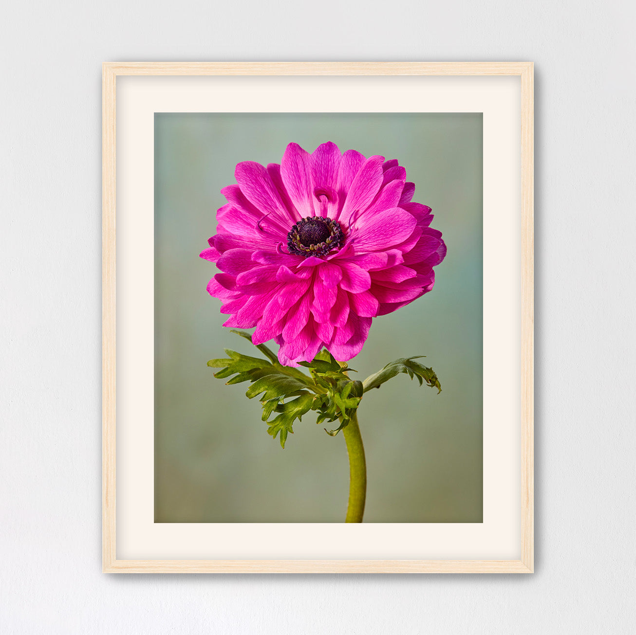 Fuchsia Glow