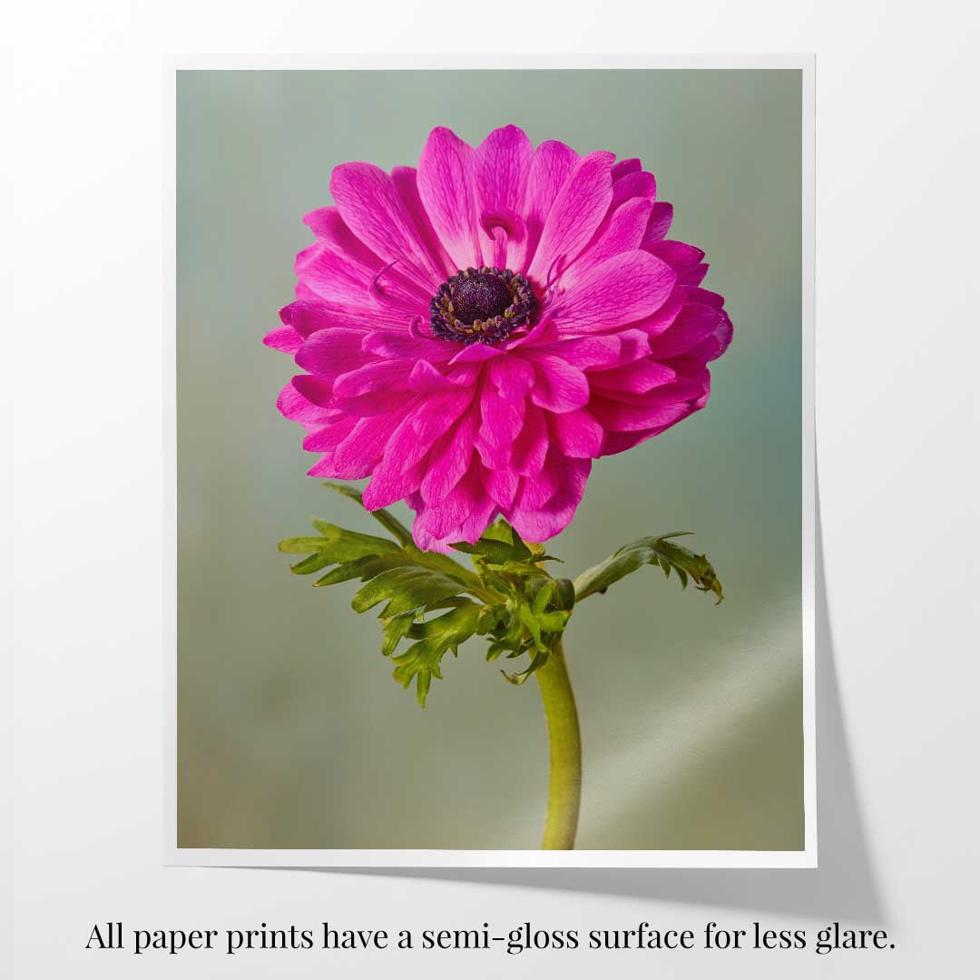 Fuchsia Glow