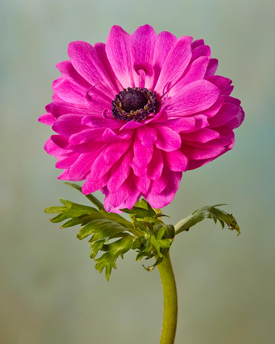 Anemone Harmony 3 Piece Art Set