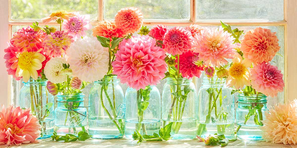 Colorful dahlias in glass jars, featuring pink, yellow, and white blooms with fresh green foliage.