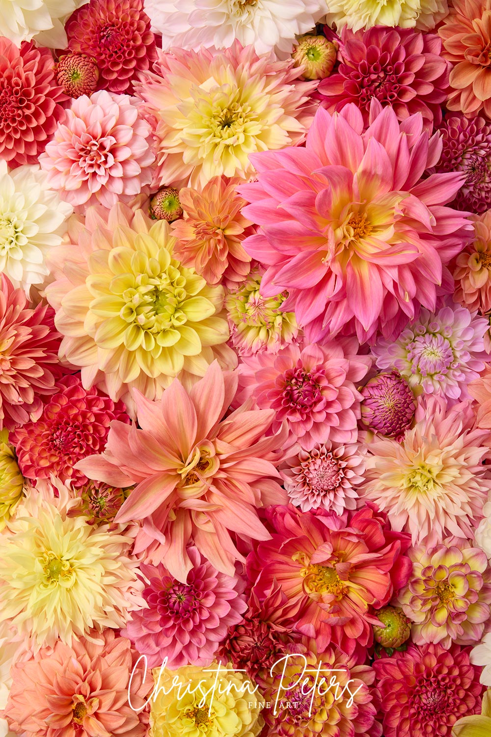 Blooming Bright