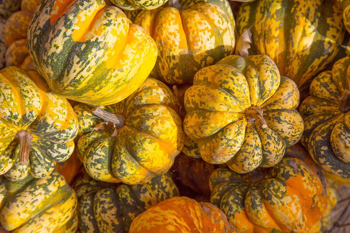 Carnival Colors | Pumpkin Wall Art Canvas