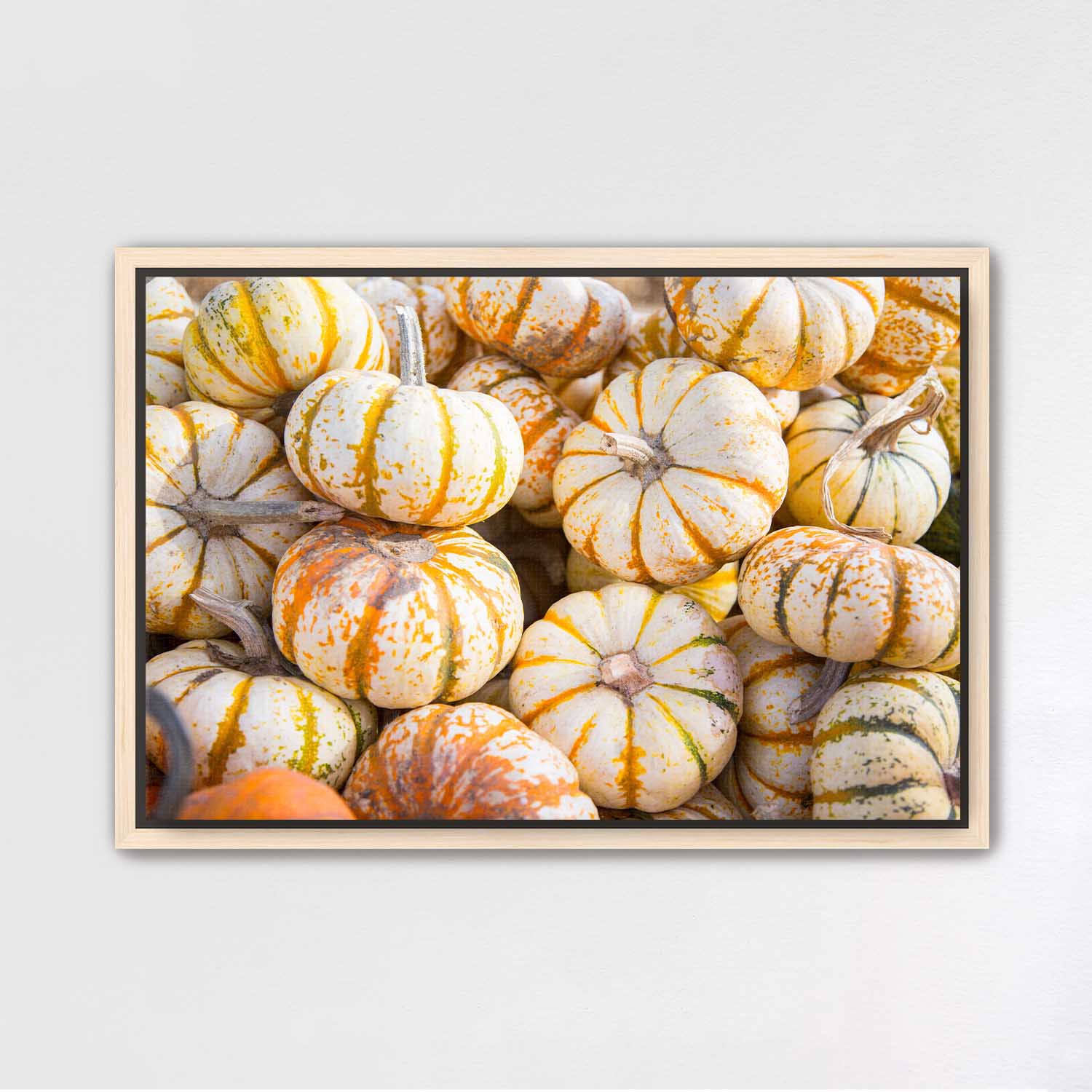 Mini Tiger Pumpkin Harvest