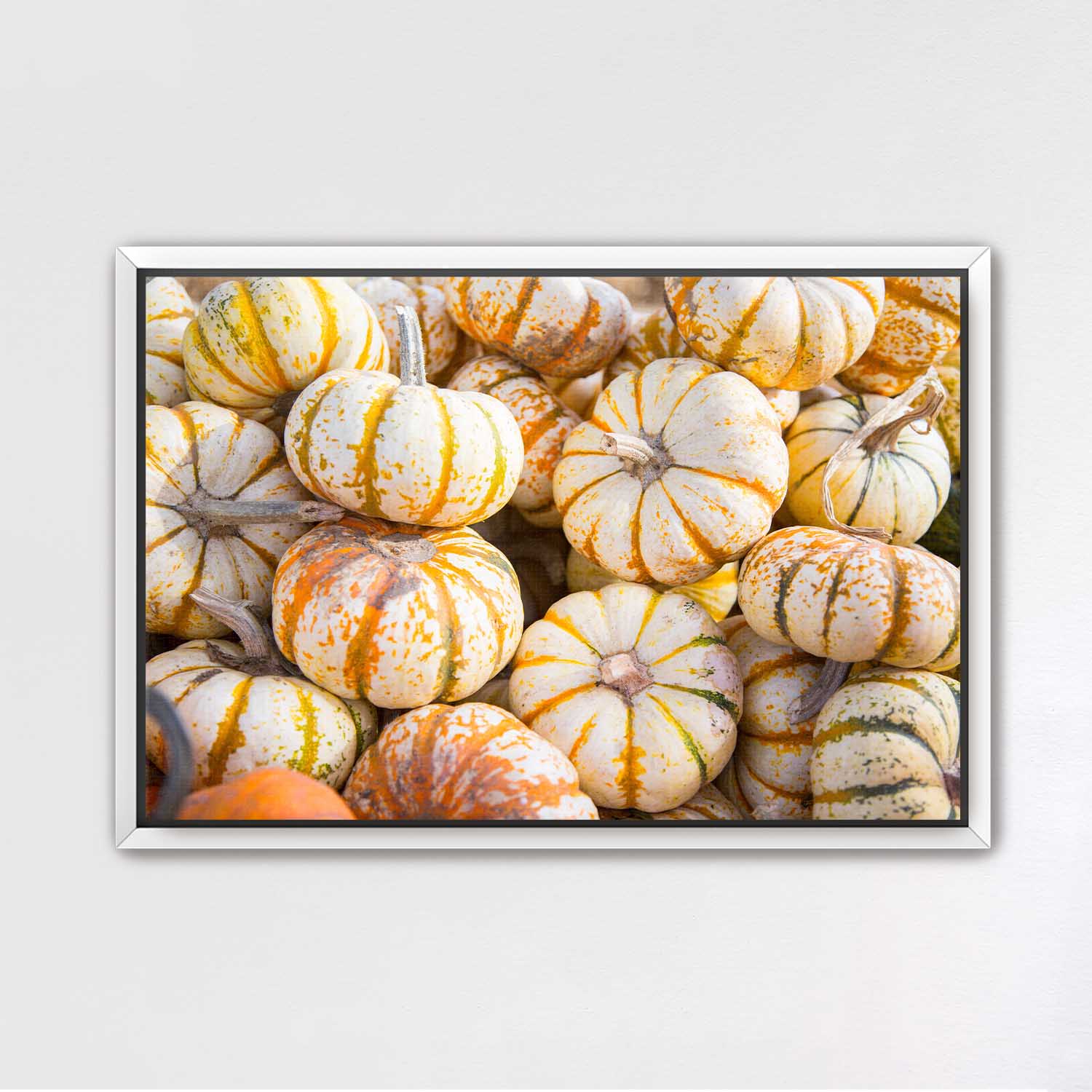 Mini Tiger Pumpkin Harvest