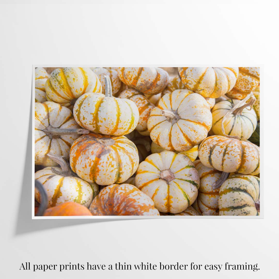 Mini Tiger Pumpkin Harvest