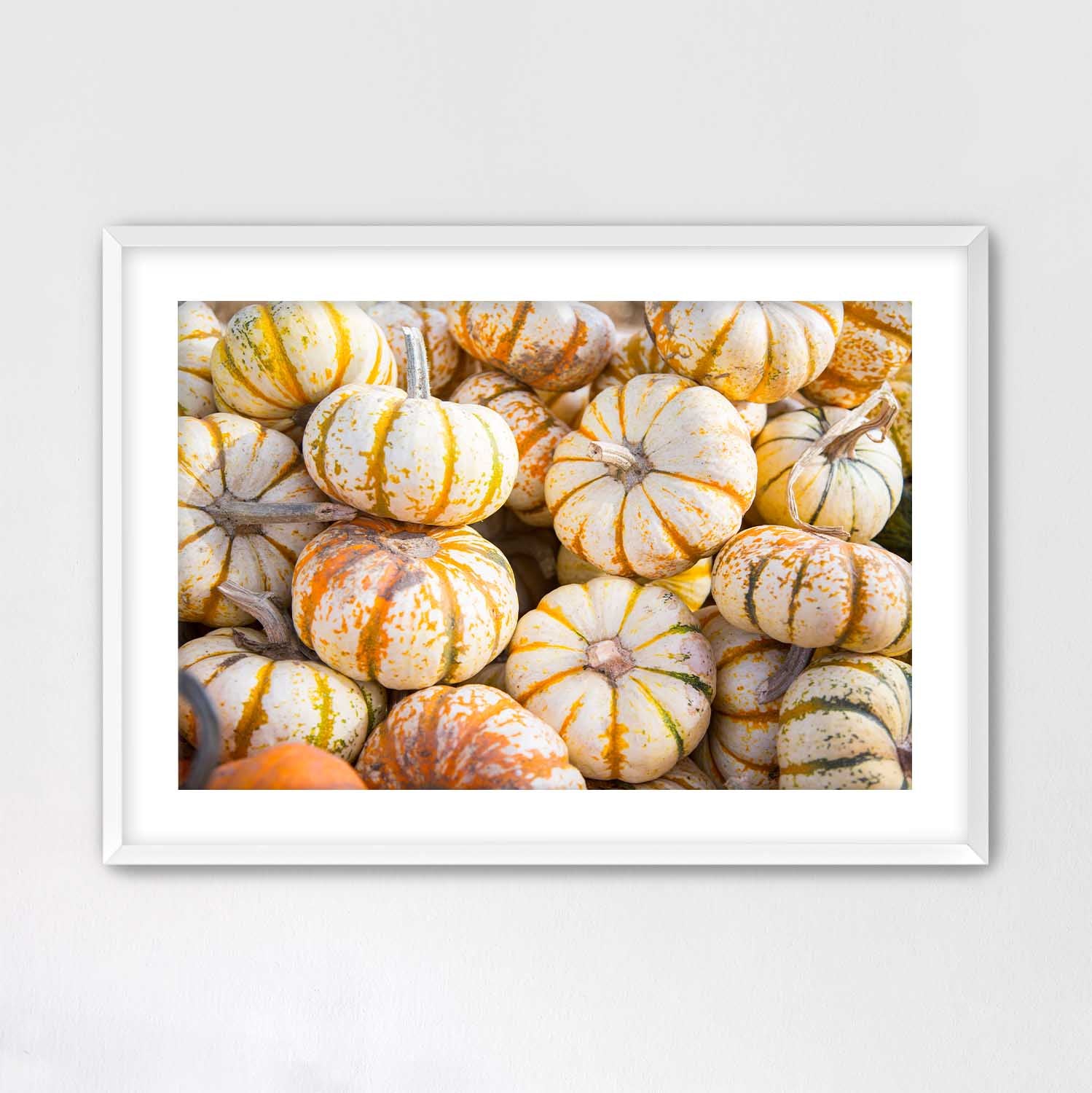 Mini Tiger Pumpkin Harvest