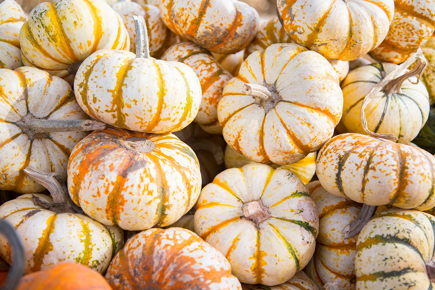 Mini Tiger Pumpkin Harvest