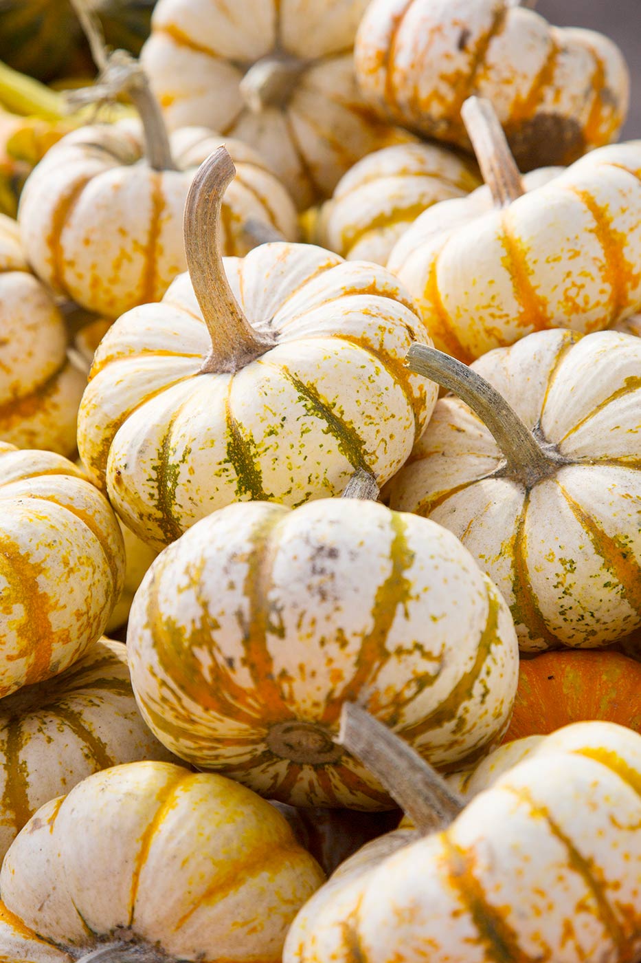 Mini Tiger Pumpkin Vertical