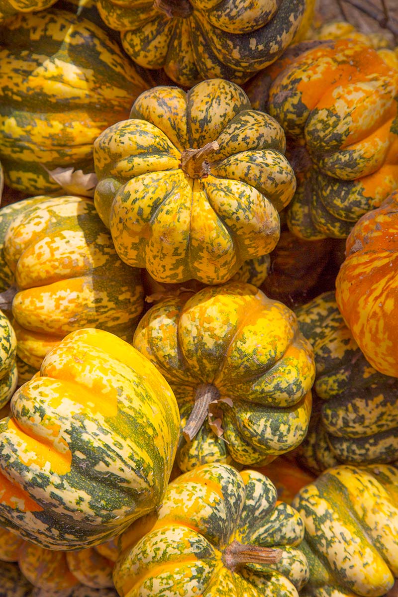Close-up of carnival pumpkins with green, yellow, and orange colors.