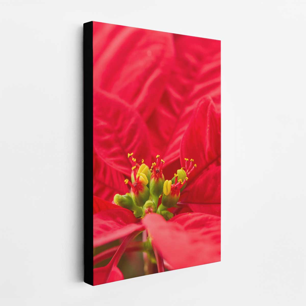 Crimson celebration poinsettia wall art canvas shows a close-up floral composition in vivid red with detailed petals.