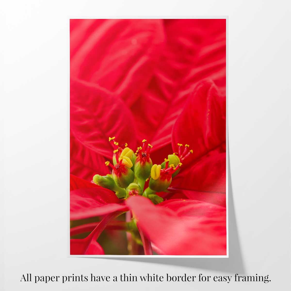Red velvet Christmas wall art canvas featuring a close-up poinsettia bloom in vertical format with a thin white border.