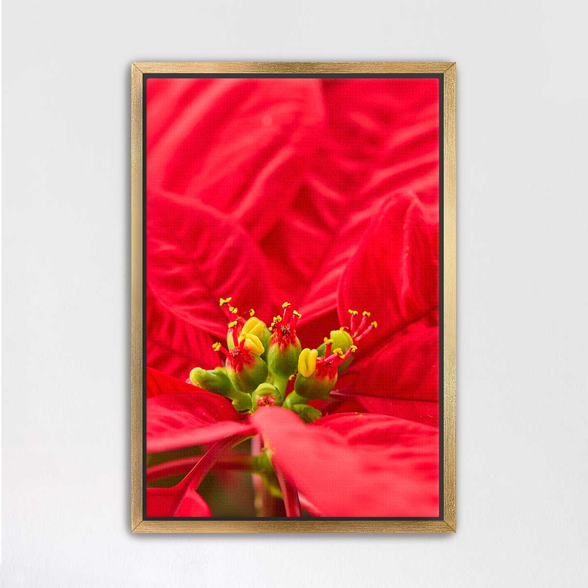 Crimson celebration poinsettia wall art canvas in a gold frame, showing vivid red petals and green floral details.