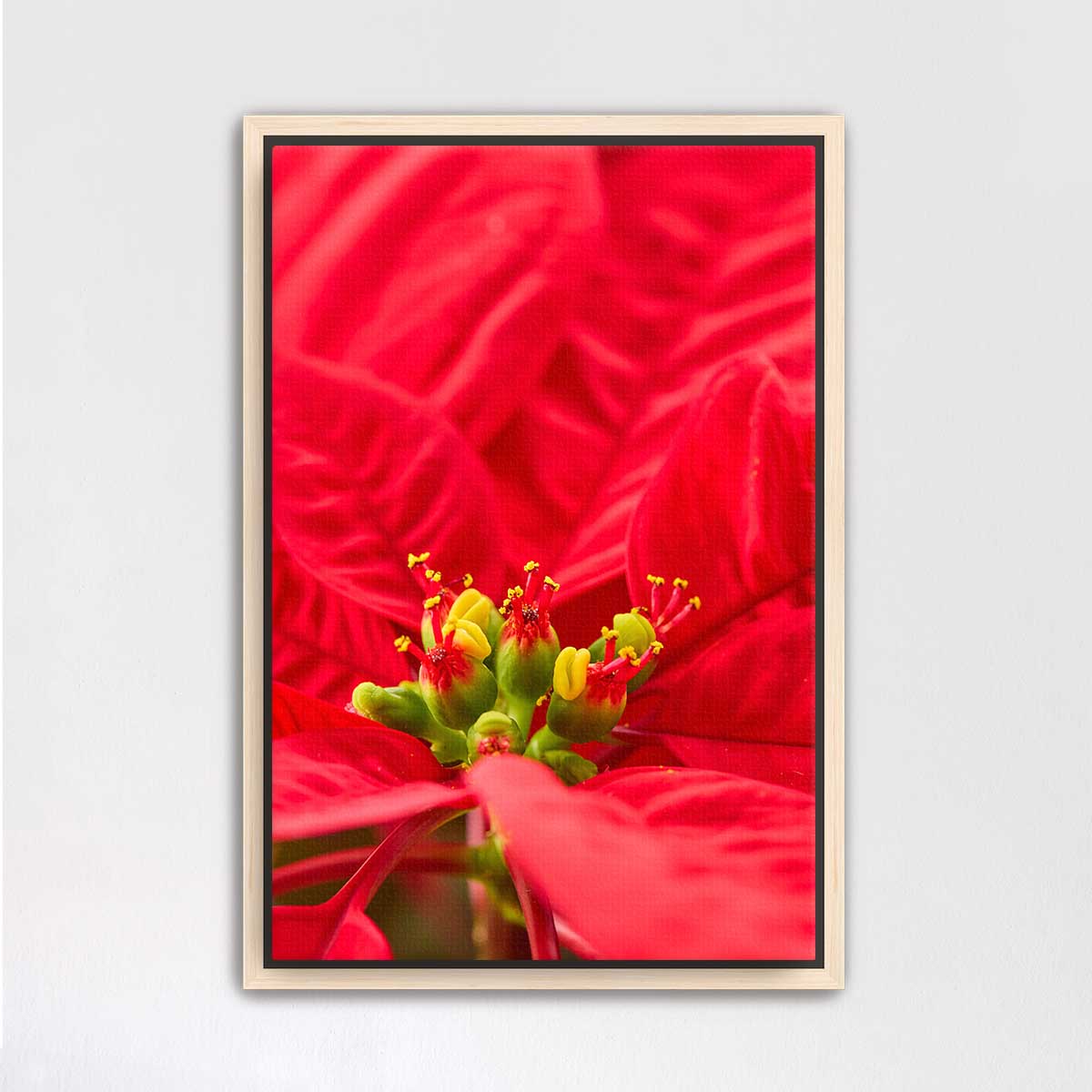 Celebration poinsettia wall art canvas in red with close-up floral composition, vertical format and maple frame.