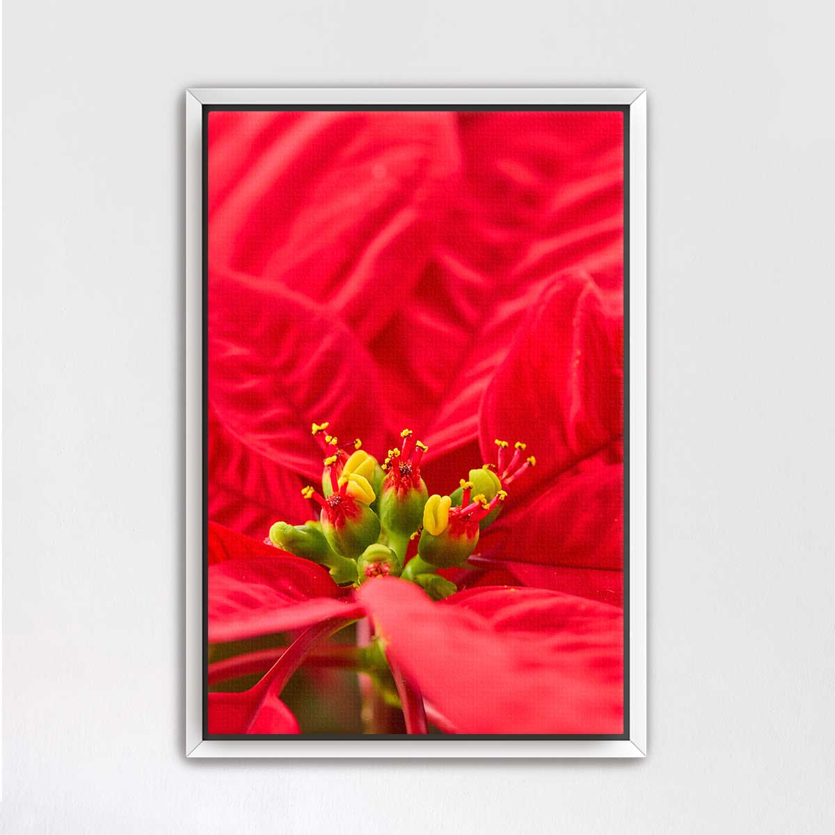 Crimson Celebration poinsettia wall art canvas in a close-up floral composition with vivid red petals and yellow stamens.