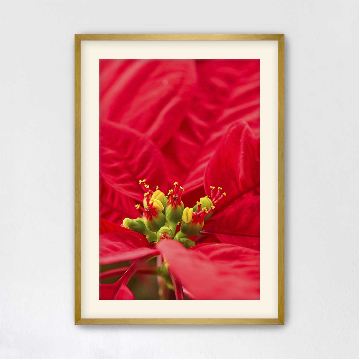 Red velvet Christmas wall art canvas in a gold frame with close-up poinsettia flowers for festive display.