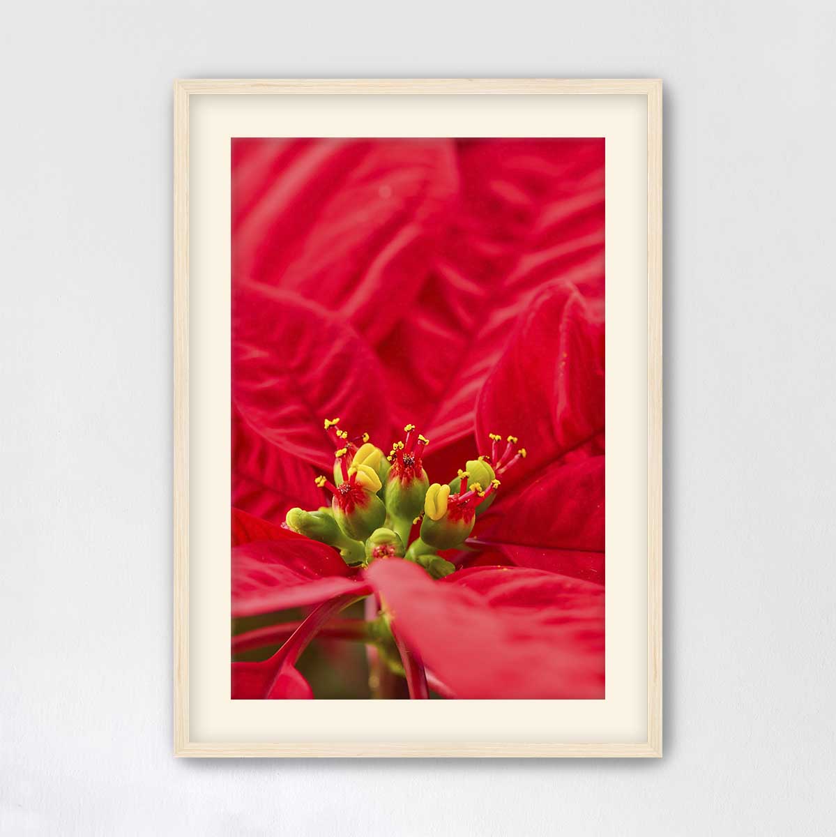 Red velvet Christmas wall art canvas features a close-up poinsettia floral subject in a maple frame.