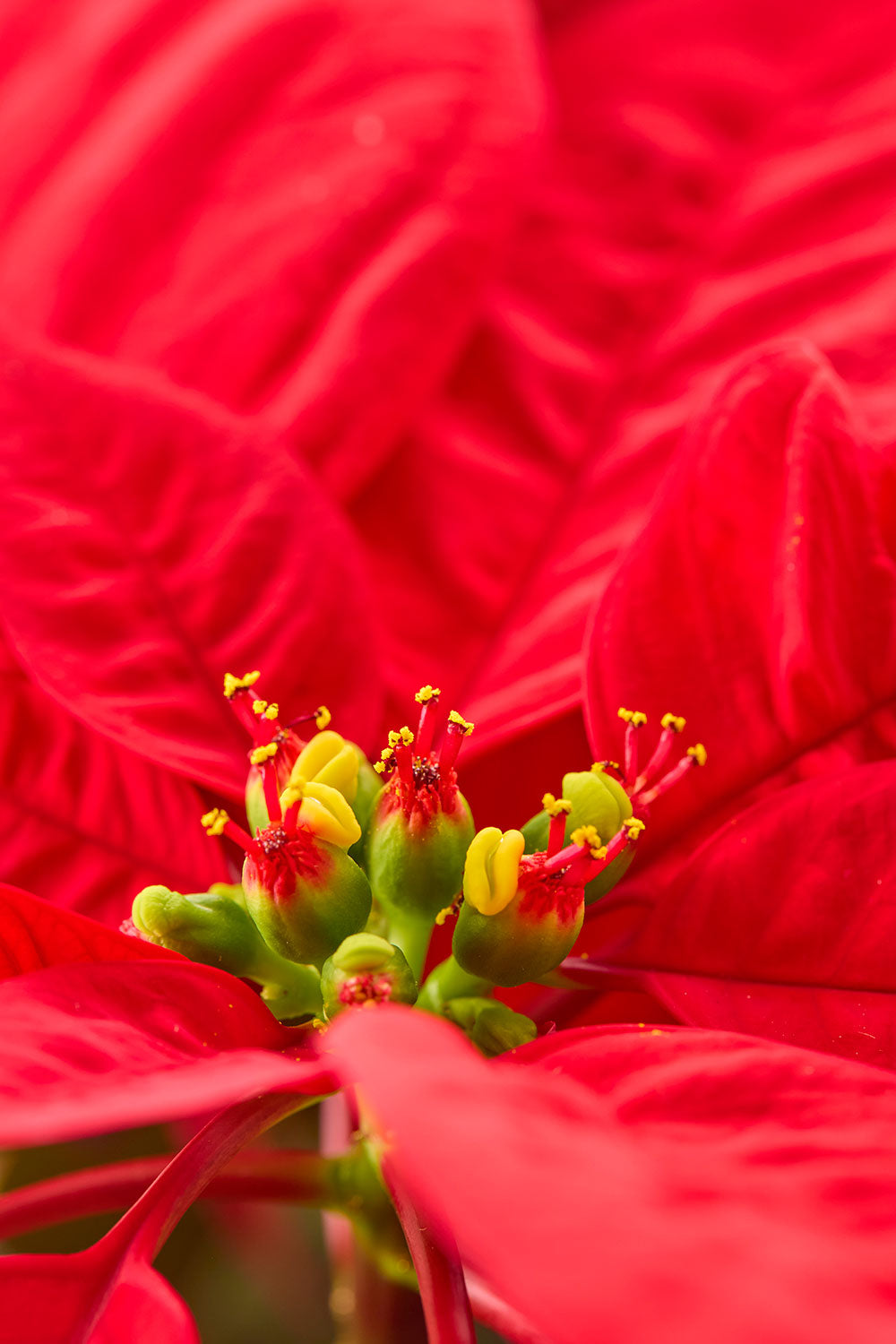Crimson celebration floral wall art with a close-up poinsettia floral composition in vivid red tones