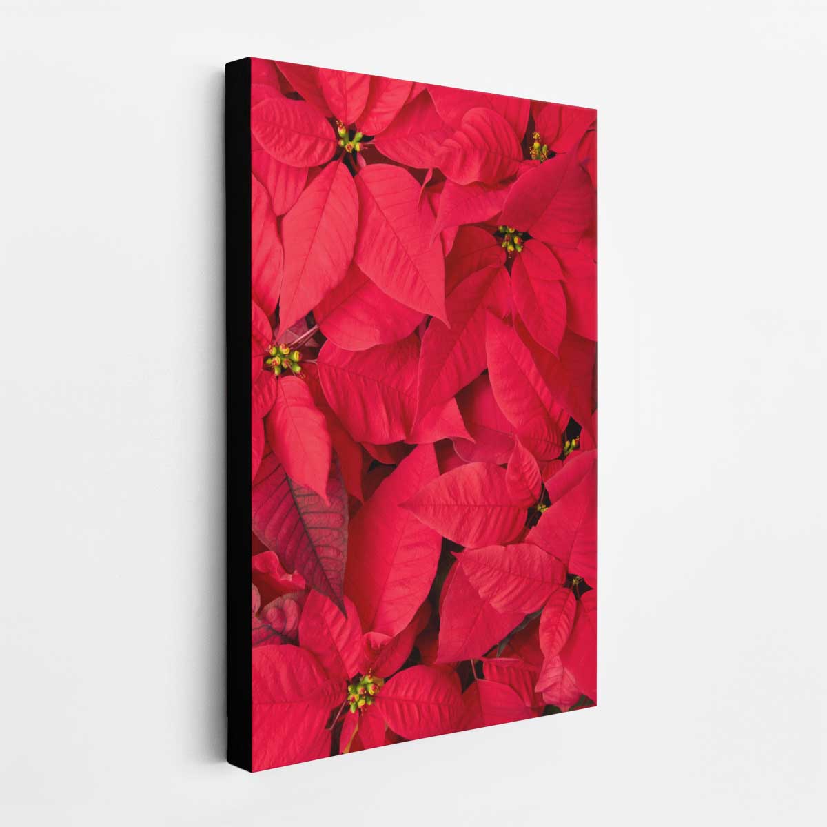 Poinsettia wall art print with a vertical canvas presentation featuring overlapping bracts in vivid red tones.
