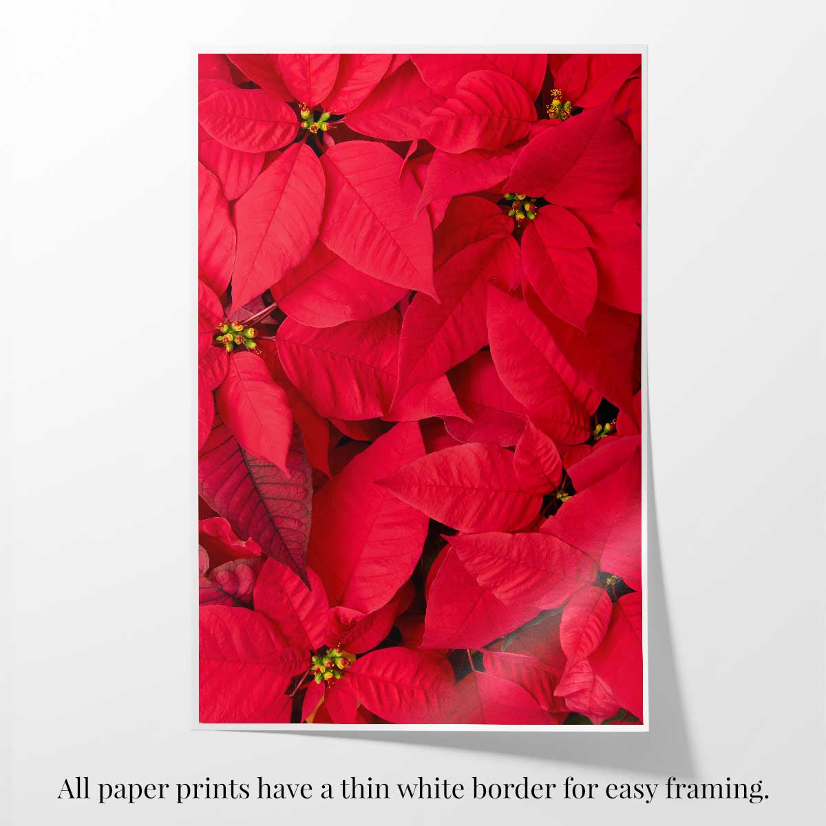 Poinsettia wall art print in red with a vertical floral composition, fine art paper and a thin white border.