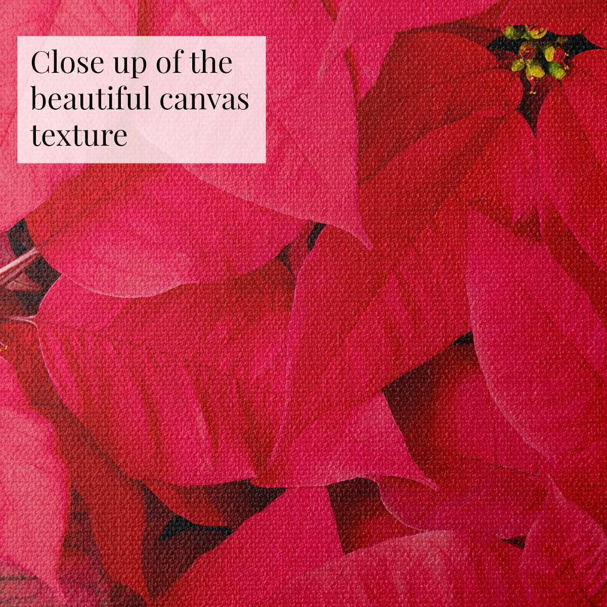 Poinsettia floral wall art print in red with overlapping bracts and visible canvas texture for Christmas decor.