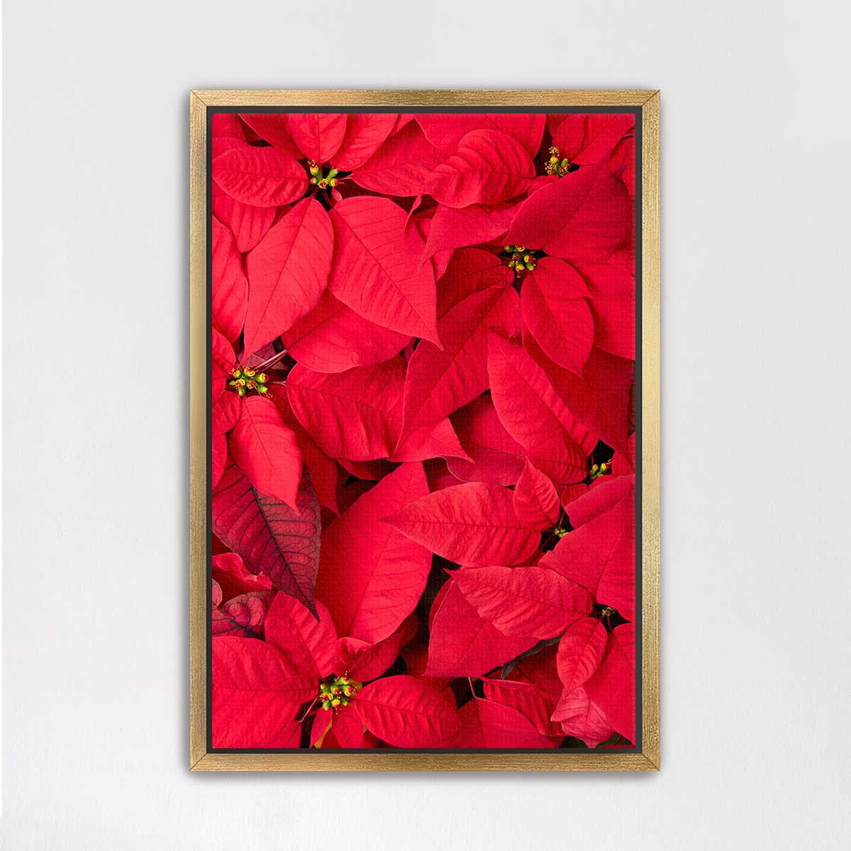 Crimson Celebration poinsettia wall art print in vivid red with a gold frame and overlapping bracts