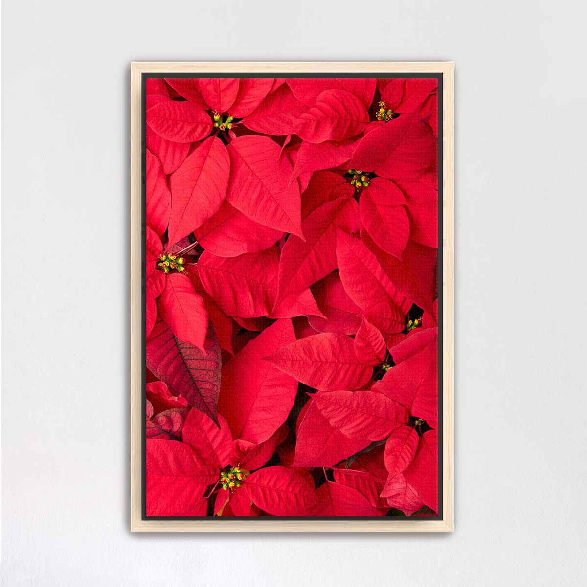 Crimson Celebration poinsettia wall art print shows overlapping red bracts in a vertical framed presentation for Christmas
