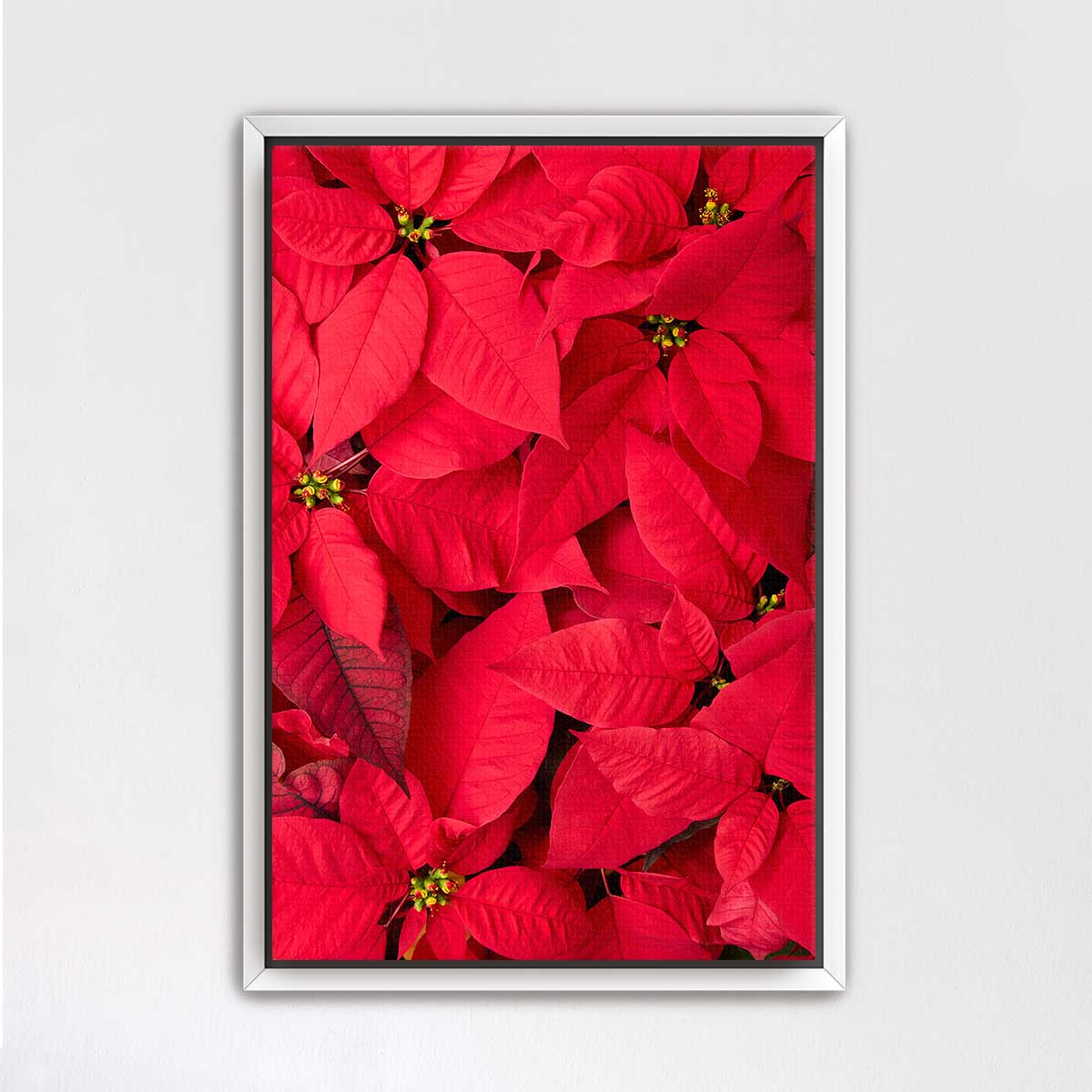 Crimson Celebration poinsettia wall art print shows overlapping red bracts in a vertical framed presentation.