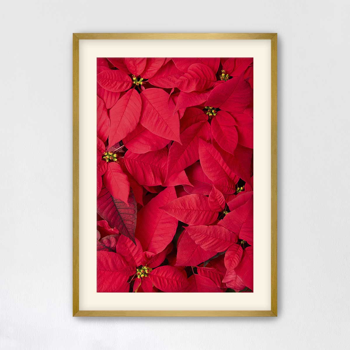 December Blush poinsettia wall art print in vivid red with a gold frame, a vertical floral composition photographed from
