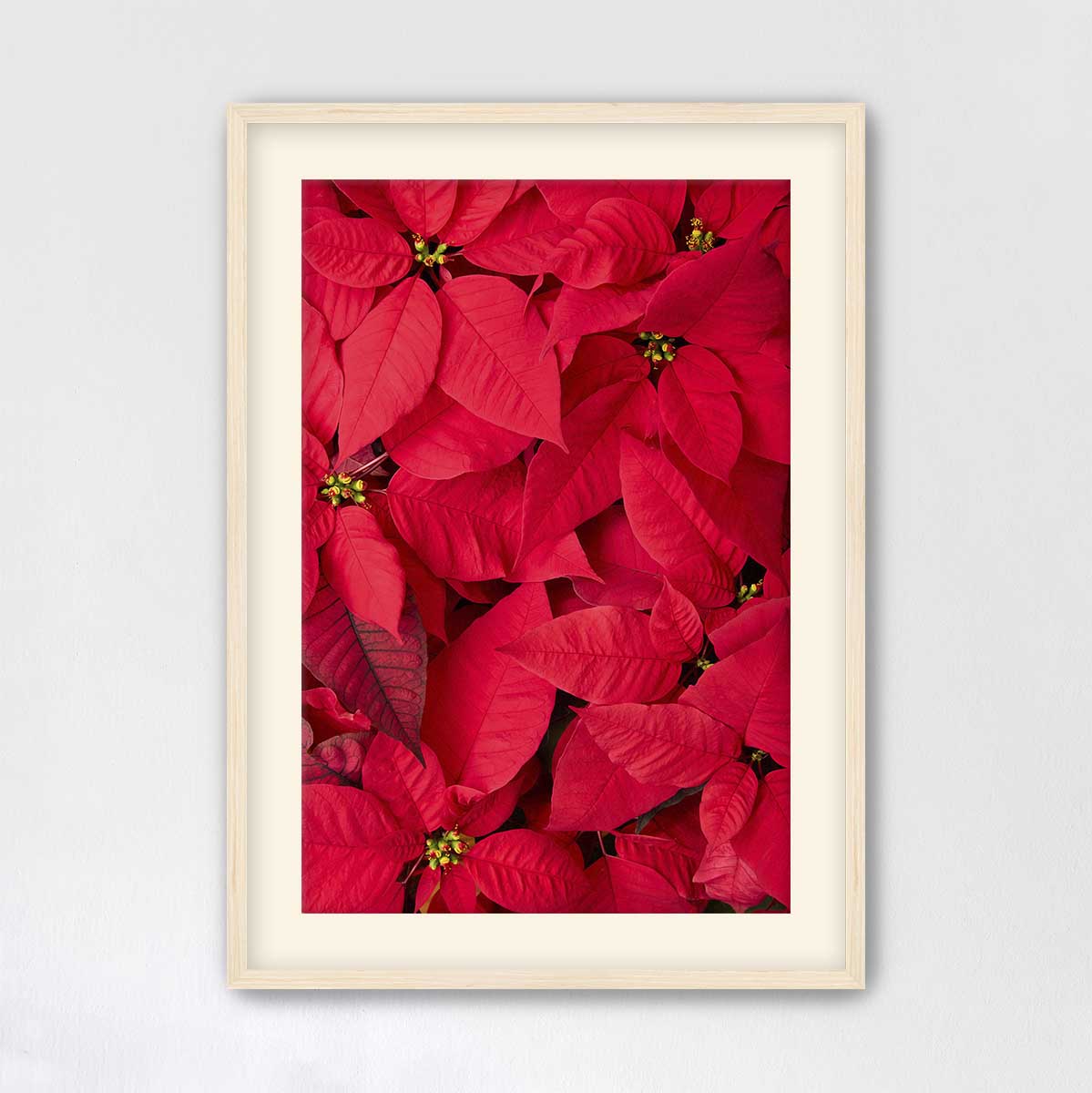 December Blush poinsettia wall art print in vivid red, framed in maple, with flowers photographed from above.