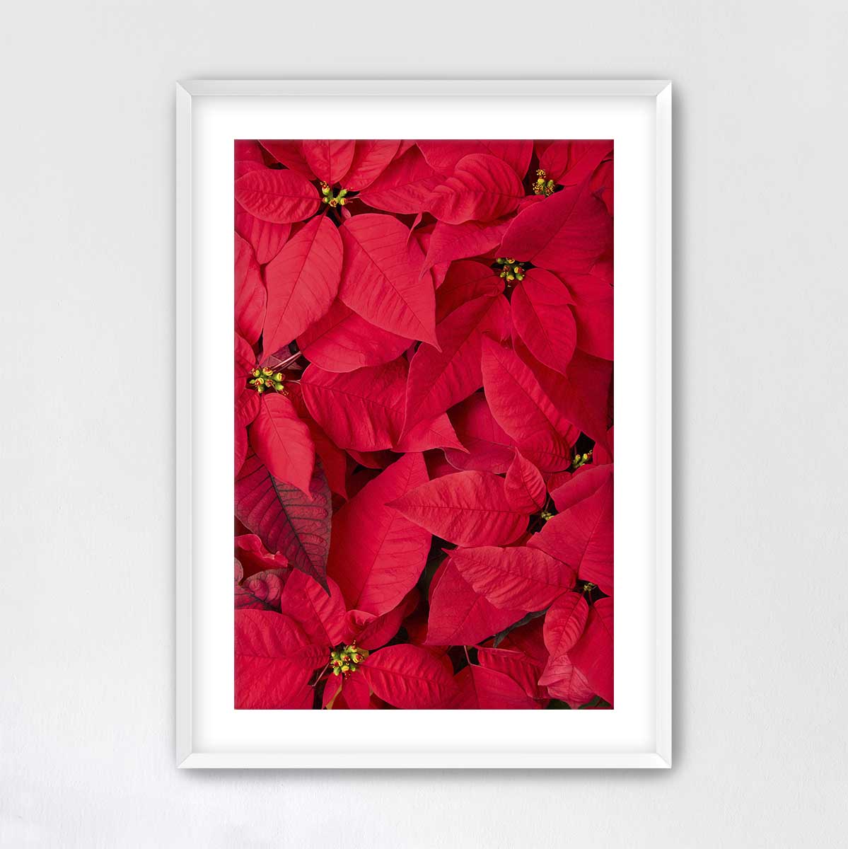 December Blush poinsettia wall art print in vivid red, featuring a vertical floral composition photographed from above