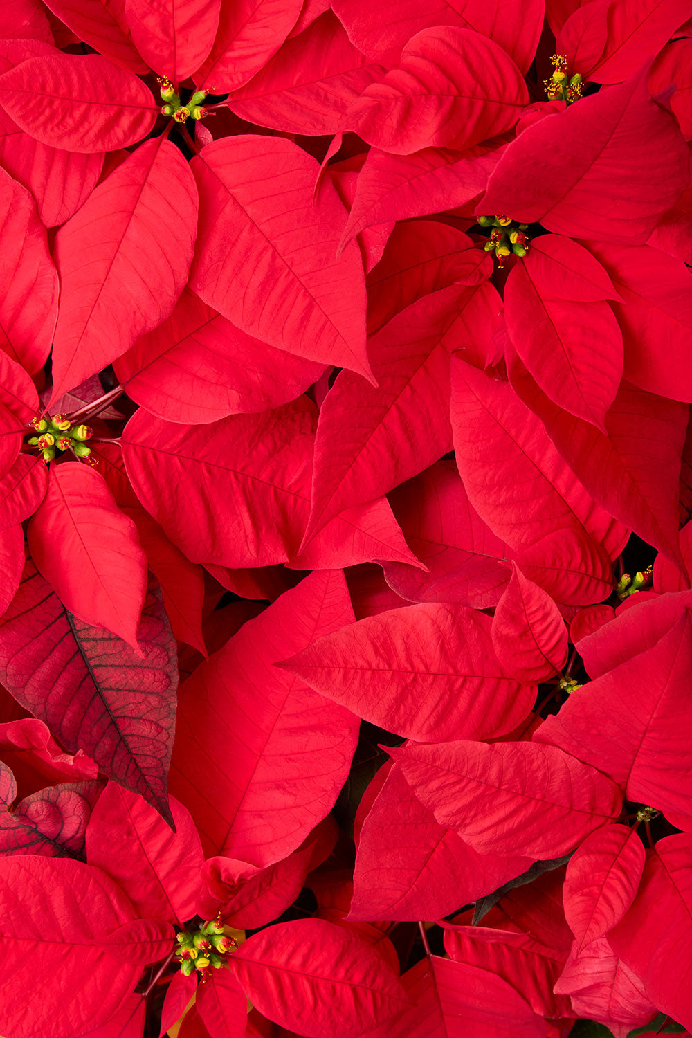 Poinsettia wall art print in vivid red with an overhead view of overlapping bracts for Christmas decor.