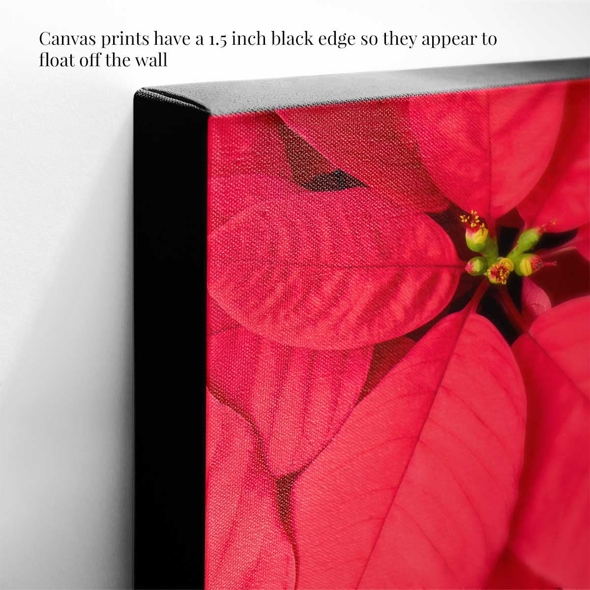 Crimson Celebration floral wall art with an overhead poinsettia photograph printed on black-edged canvas