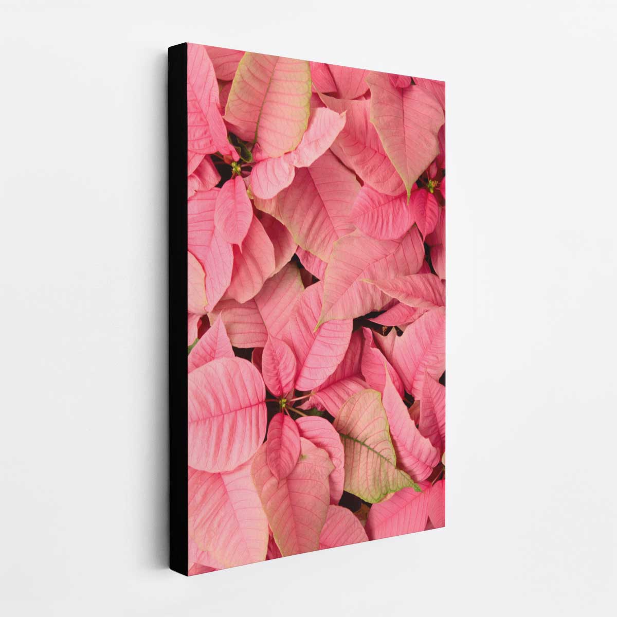 Poinsettia wall art canvas in pink with an overhead floral composition for Christmas decorating