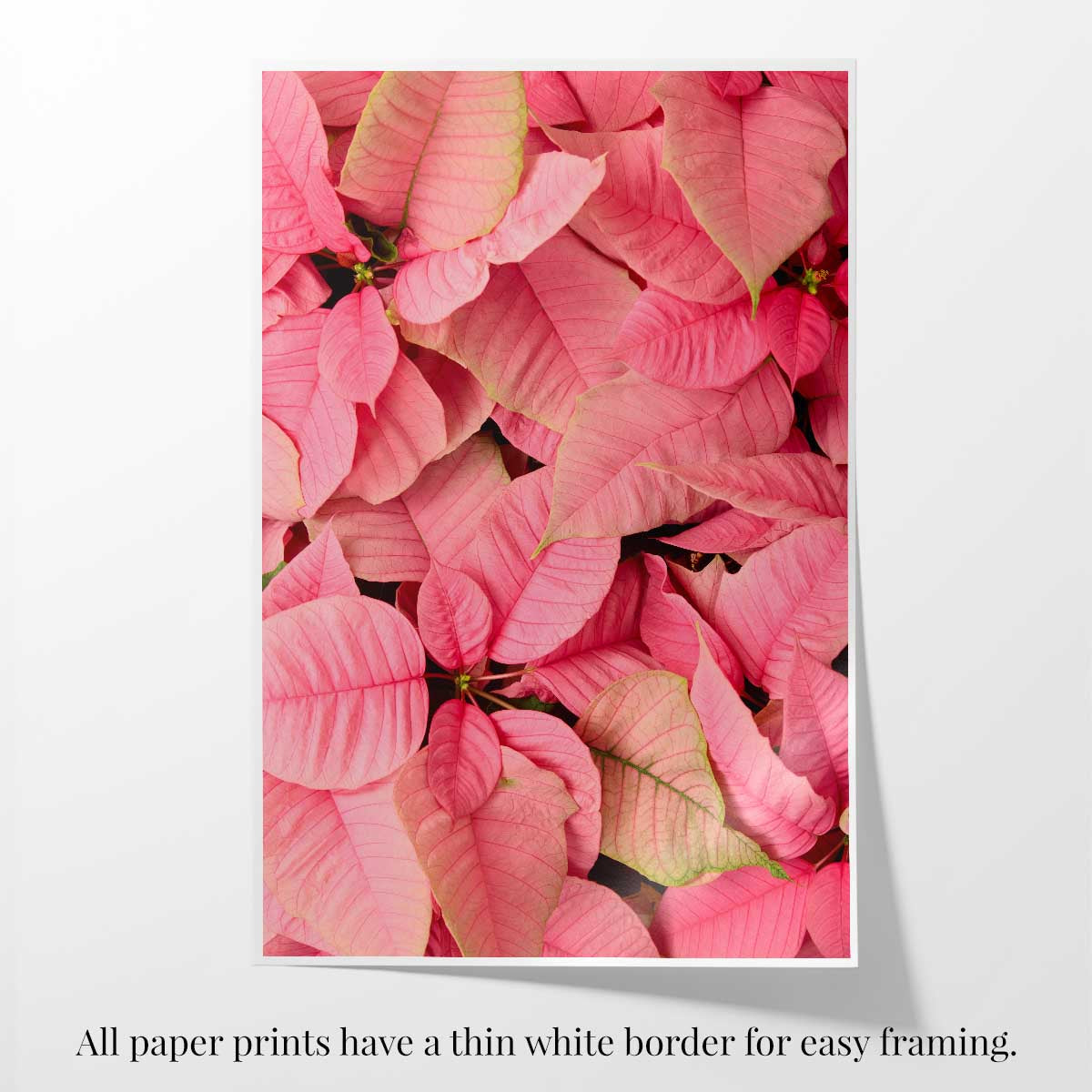 Poinsettia wall art canvas in pink with layered leaves, visible veins, and a thin white border for easy framing.