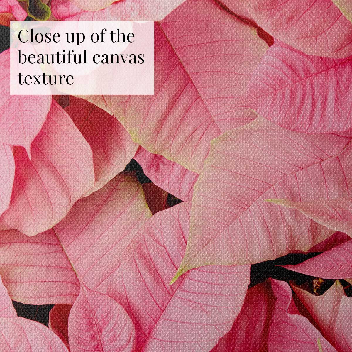 December Blush poinsettia wall art canvas in pink with close up textured petals and overhead floral composition.
