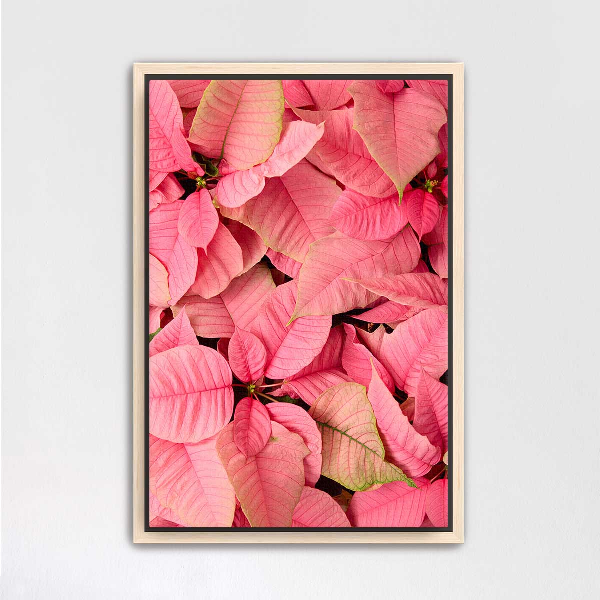 December Blush poinsettia wall art in pink with an overhead floral composition and light wood frame