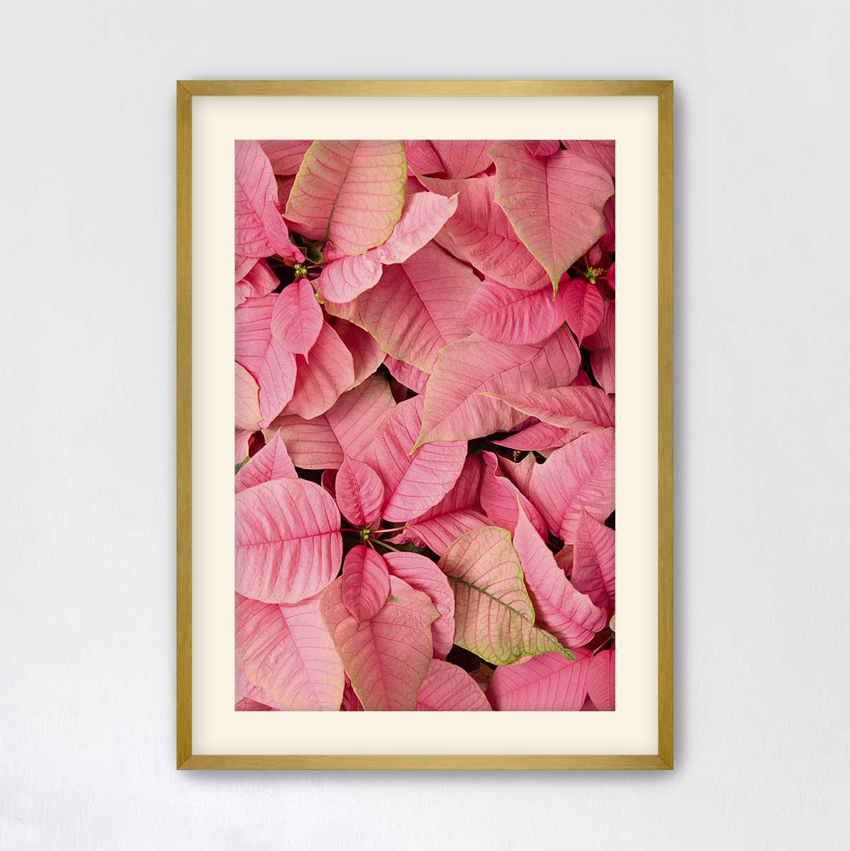 December Blush poinsettia wall art canvas in pink, with visible veins and a gold frame for vertical display.