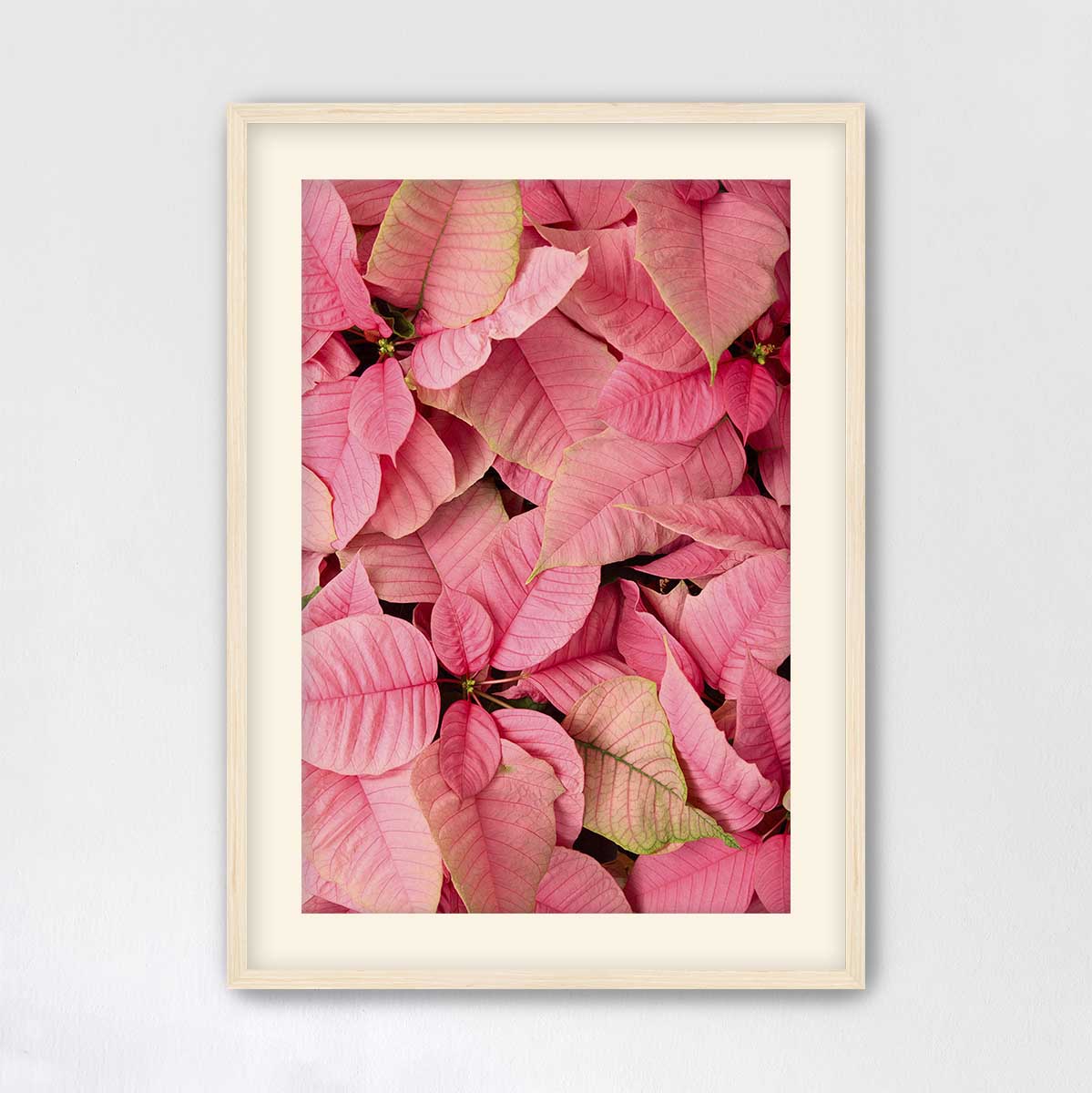 Poinsettia wall art canvas in pink tones with layered petals, visible veins, and a vertical format for Christmas decorating.
